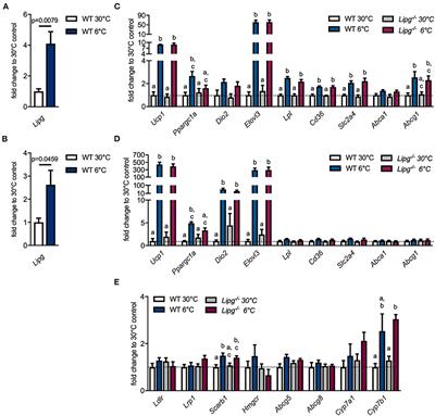 Endothelial Lipase Is Involved in Cold-Induced High-Density Lipoprotein Turnover and Reverse Cholesterol Transport in Mice